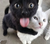 cat3